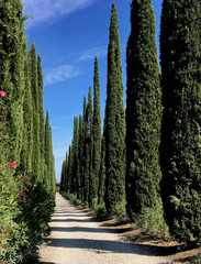 What's wrong with my Cypress Trees? (Pics)