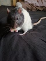 Ideal pet for a 6 yr old