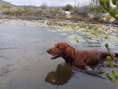 Red Setter or other?