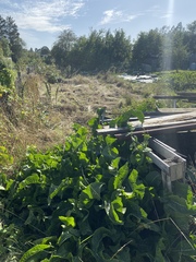New allotment overgrown - where to start?