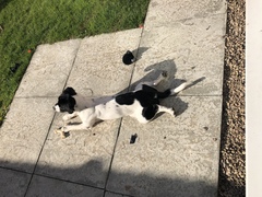 Anyone got a spaniel/jack Russell cross?
