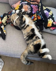 Liquid cat