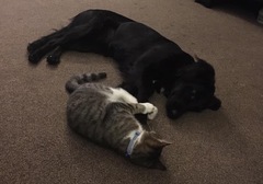 Our cat was killed this morning
