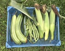 Allotment/Veg Patch Thread 16  Weather weirdness prevails !