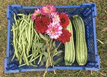 Allotment/Veg Patch Thread 16  Weather weirdness prevails !
