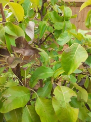 Poorly pear tree