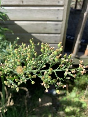 Is this a (beast of a) weed?