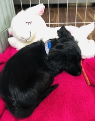 Puppy survival thread! July/August! Roll up!