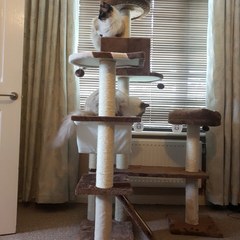 Introducing Millie