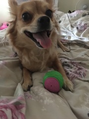 What is your dogs favourite toy?