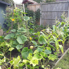 Allotment/Veg Patch Thread 16  Weather weirdness prevails !