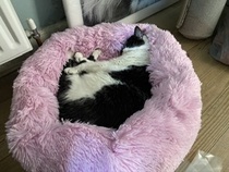 Marshmallow cat beds and  silvervine chews