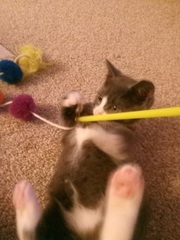 Kitten spam - pics attached and names needed!