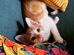 Photo thread for kittens!