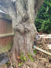 Help me identify this tree