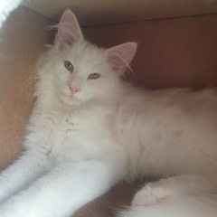 Is our cat a Norwegian forest cat?