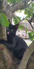 Photo thread for kittens!