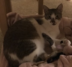 Rescue cat is terrified