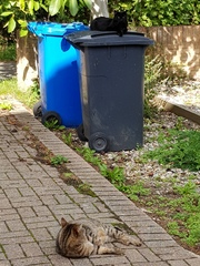Thug cat part 3.  Unbidden guests are often welcomest when they are gone.