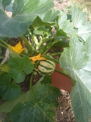 Allotment/Veg Patch Thread 16  Weather weirdness prevails !