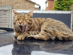 Thug cat part 3.  Unbidden guests are often welcomest when they are gone.