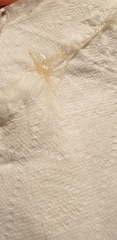 *TMI* Blob of stringy mucus after day of moderate cramping
