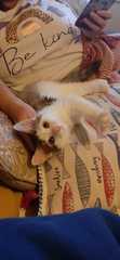 Is our cat a Norwegian forest cat?