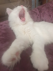 Photo thread for kittens!
