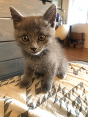 Photo thread for kittens!