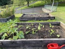 Allotment/Veg Patch Thread 16  Weather weirdness prevails !
