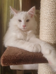 Photo thread for kittens!