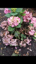 What's happening to my hydrangea??