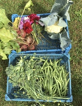 Allotment/Veg Patch Thread 16  Weather weirdness prevails !
