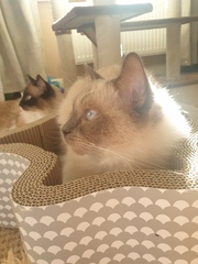 Introducing Millie