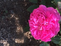 David Austin Rose Obsession