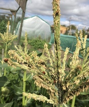 Allotment/Veg Patch Thread 16  Weather weirdness prevails !