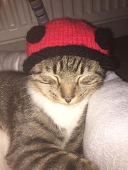 Our cat was killed this morning