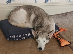 show me your dogs!
