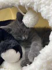 Photo thread for kittens!