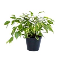 Please recommend house plants even I can't kill off?