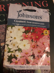 Non-flowering cosmos woes