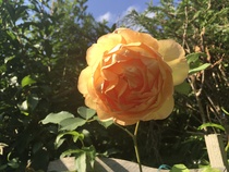 David Austin Rose Obsession