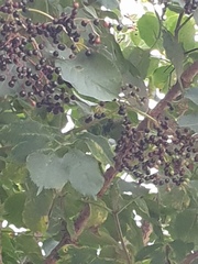 What is this tree?