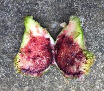 What’s happened to this fig