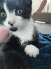 Photo thread for kittens!