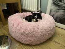 Marshmallow cat beds and  silvervine chews