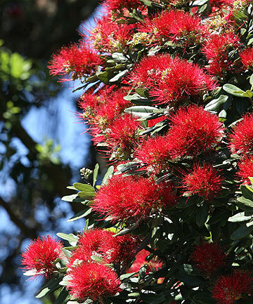 What do Australians have on their Christmas cards?