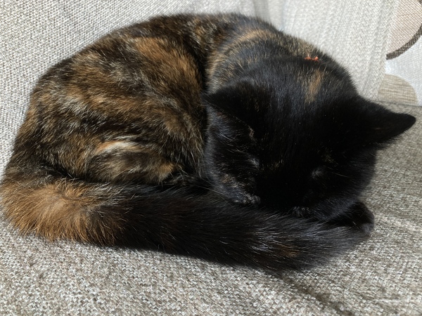 Westminstenders: Pah International Law. Who needs it?