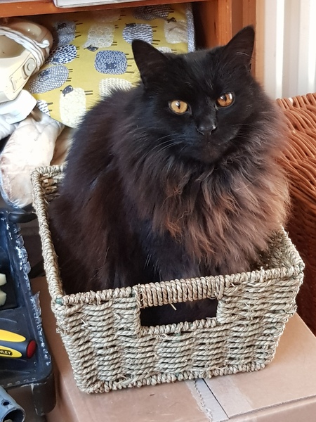 Does your cat follow the “if I fits, I sits” rule?
