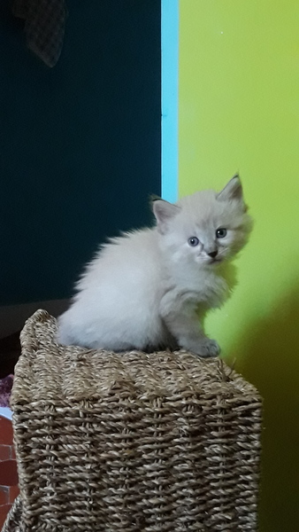 Westministenders: Brevid